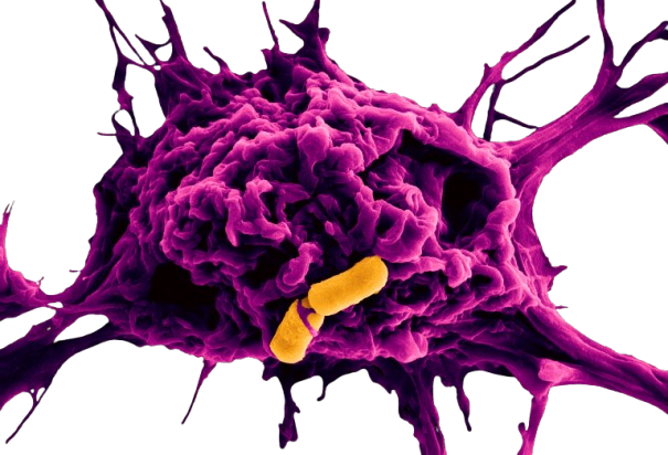 Bacteria Animation 1
