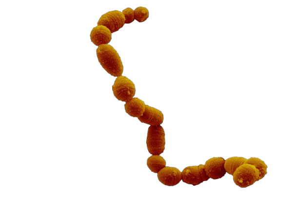 Bacteria Animation 2