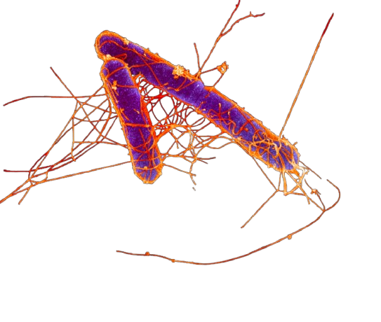Bacteria Animation 3